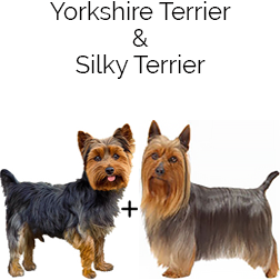 Silkshire Terrier Dog